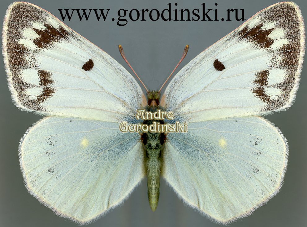 http://www.gorodinski.ru/pieridae/Colias alpherakii alpherakii.jpg
